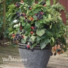 Blackberry 