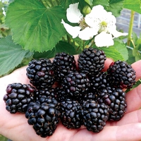 Blackberry 