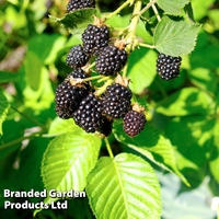 Blackberry 