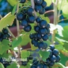 Blackcurrant 