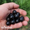 Blackcurrant 