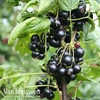 Blackcurrant 