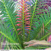 Blechnum brasiliense 