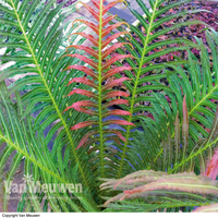 Blechnum brasiliense 