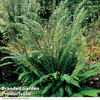 Blechnum spicant