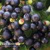 Blueberry BerryBux