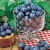 Blueberry 