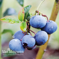 Blueberry 
