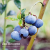 Blueberry 