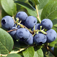 Blueberry 