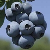 Blueberry 
