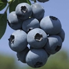 Blueberry 