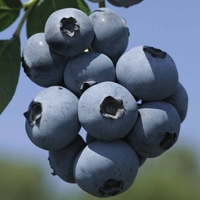 Blueberry 