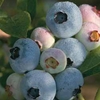 Blueberry 