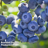 Blueberry 