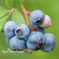 Blueberry 