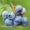 Blueberry 