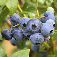 Blueberry 