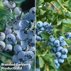 Blueberry 