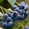 Blueberry 