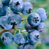 Blueberry 