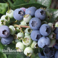 Blueberry 