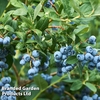 Blueberry 
