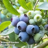 Blueberry 