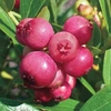 Blueberry 