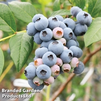 Blueberry 