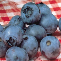 Blueberry 