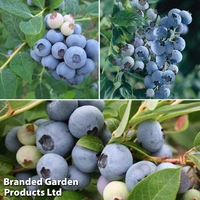 Blueberry 