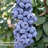 Blueberry 