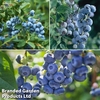 Blueberry 