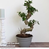 Bonsai Ficus microcarpa 