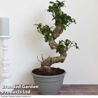 Bonsai Ficus microcarpa 