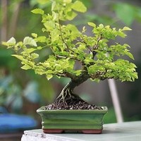 Bonsai Japanese Elm - Gift