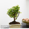 Bonsai 