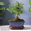 Bonsai Zelkova (House Plant)