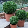 Box Balls - 26cm pot x 2