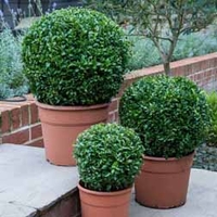 Box Balls - 26cm pot x 2