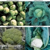 Brassica Clubroot Collection