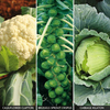 Brassica Collection - 12 brassica plug plants