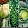 Brassica Collection