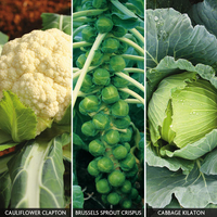 Brassica Collection