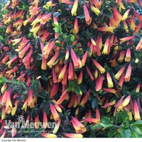 Brazilian Fuchsia