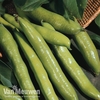 Broad Bean 