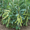 Broad Bean 