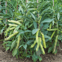 Broad Bean 