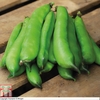 Broad Bean 